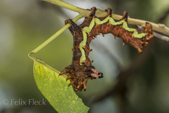 Citheronia beledonon
