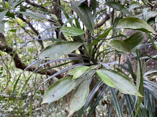 Cocculus laurifolius iNat (1)