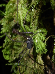Neopilionidae