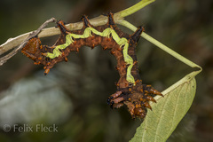 Citheronia beledonon