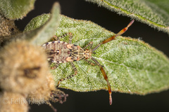 Hypselonotus punctiventris