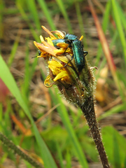 Psilothrix viridicoerulea