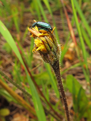 Psilothrix viridicoerulea