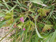 Geranium dissectum