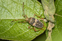 Hypselonotus punctiventris
