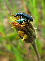 Psilothrix viridicoerulea