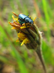 Psilothrix viridicoerulea