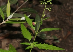 Scrophularia parviflora