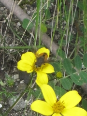 Eristalis bogotensis