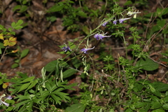 Delphinium scopulorum