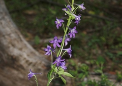Delphinium scopulorum