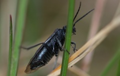 Dolerus nitens