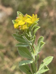Leobordea corymbosa