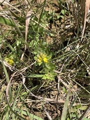 Leobordea corymbosa