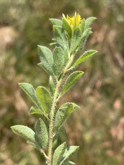 Leobordea corymbosa