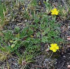 Potentilla pulcherrima