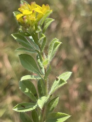 Leobordea corymbosa
