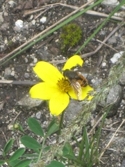 Eristalis bogotensis