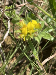 Leobordea corymbosa