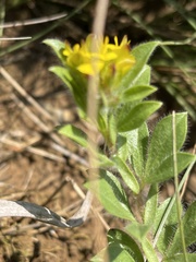 Leobordea corymbosa