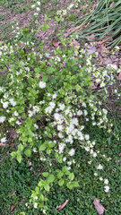 Neviusia alabamensis