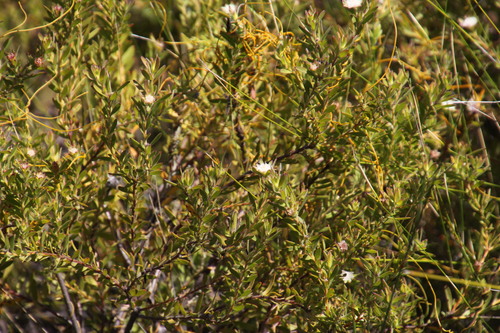 Image of Diastella myrtifolia by (c) Tony Rebelo, some rights reserved (CC BY-SA)