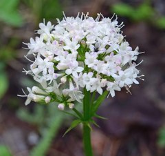 Valeriana occidentalis