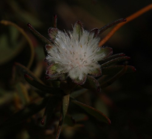 Image of Diastella myrtifolia by (c) Tony Rebelo, some rights reserved (CC BY-SA)