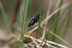 Dolerus nitens