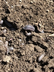 Porcellio scaber