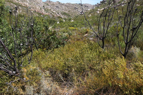 Image of Diastella myrtifolia by (c) Tony Rebelo, some rights reserved (CC BY-SA)