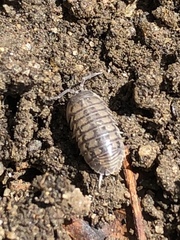 Armadillidium nasatum