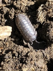 Armadillidium nasatum