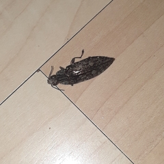 Texania campestris