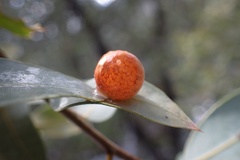 Andricus coquilletti