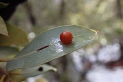 Andricus coquilletti