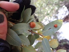 Andricus coquilletti
