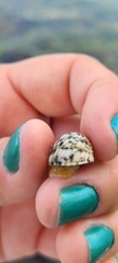 Nerita versicolor