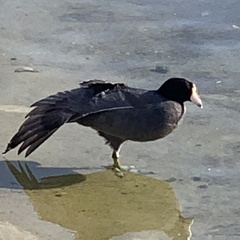 Fulica americana