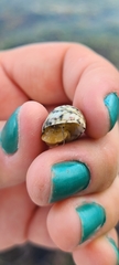 Nerita versicolor