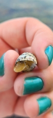 Nerita versicolor