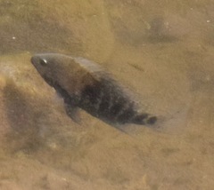 Herichthys carpintis