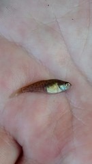 Austrolebias bellottii