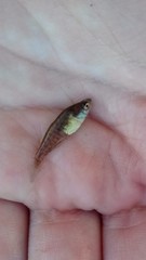 Austrolebias bellottii
