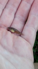 Austrolebias bellottii
