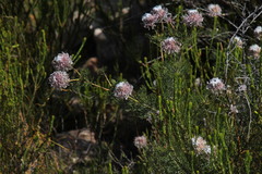 Serruria pedunculata