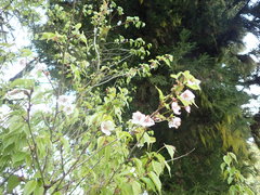 Prunus transarisanensis