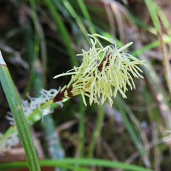 Carex conica