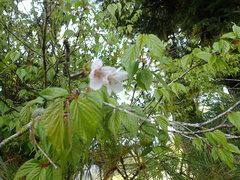 Prunus transarisanensis