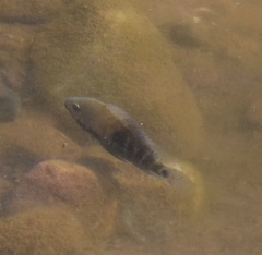 Herichthys carpintis